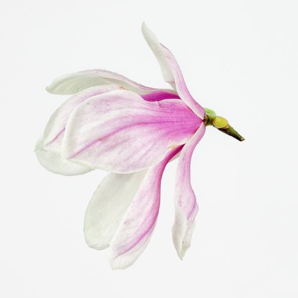 Photograph Jose Laino Fly Magnolia Fly on One Eyeland